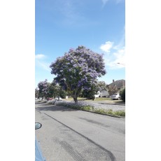 Jacaranda mimosifolia Jacaranda mimosifolia